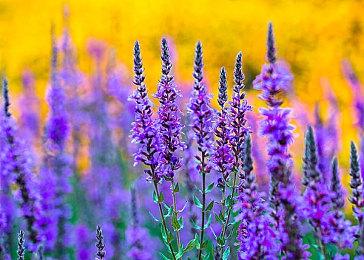 《暗黑4》不会削弱第三赛季机奴 除非太不平衡